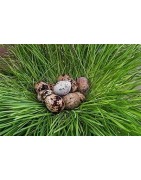 Produits du terroir